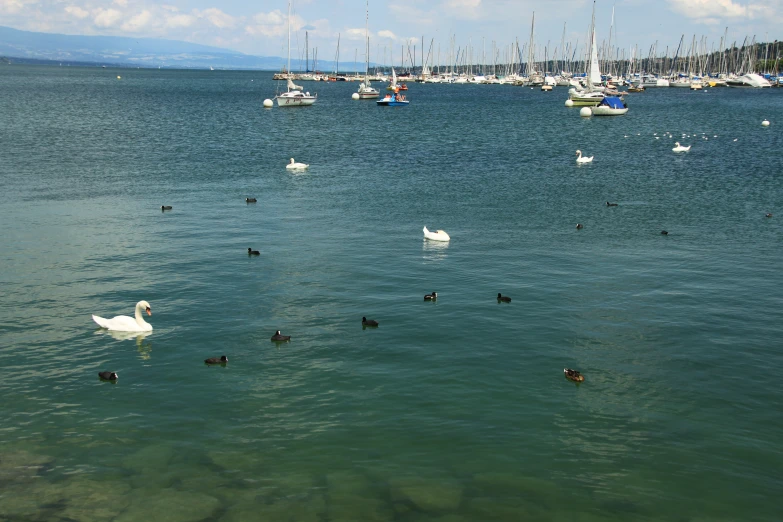 several swan are sitting on the water as many boats travel