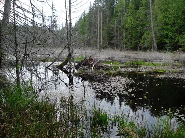 an area with small lake, tall trees and grass