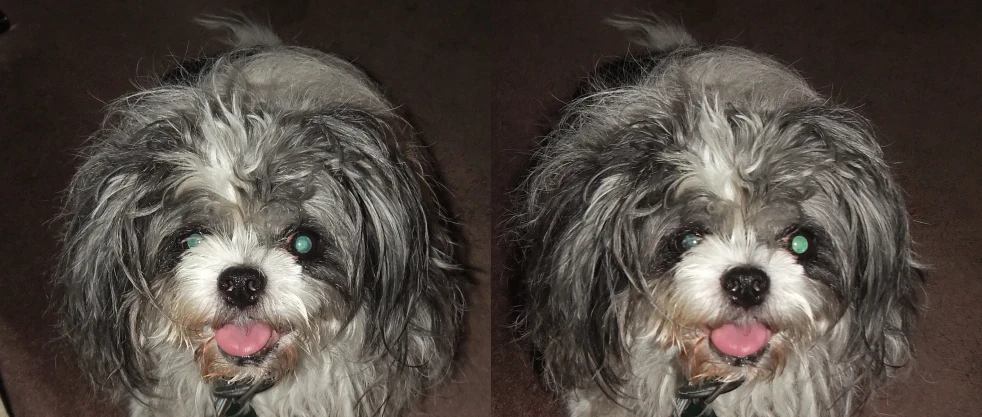 two white dogs with their eyes and long hair showing the same look