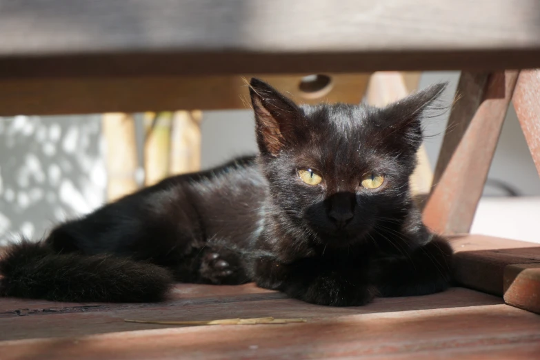 a black cat sitting under a table on a wooden floor