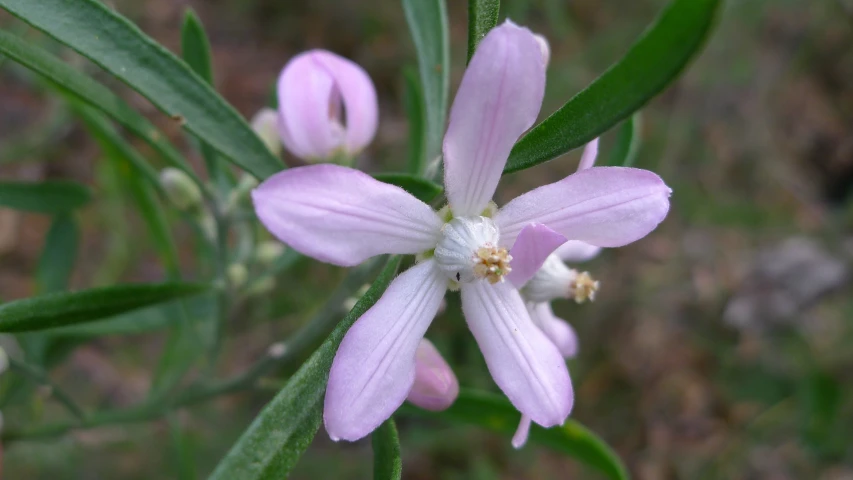 a purple flower with white stamen and green leaves