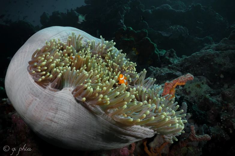 an orange and white sea anemone with its tentacles exposed