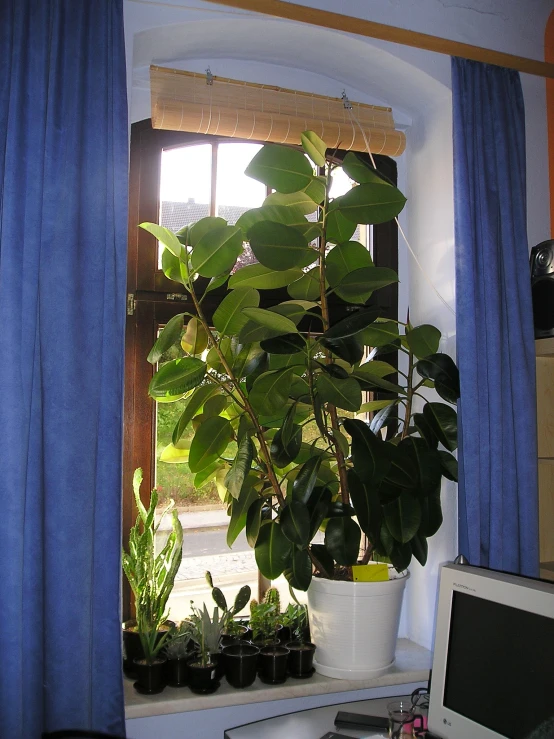 a window with blue ds and some plants