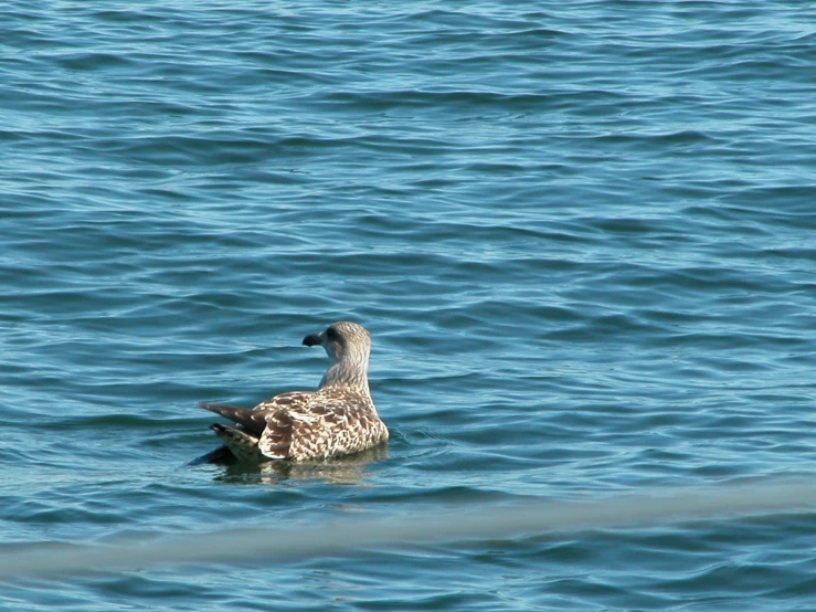 a gray bird is swimming in the water