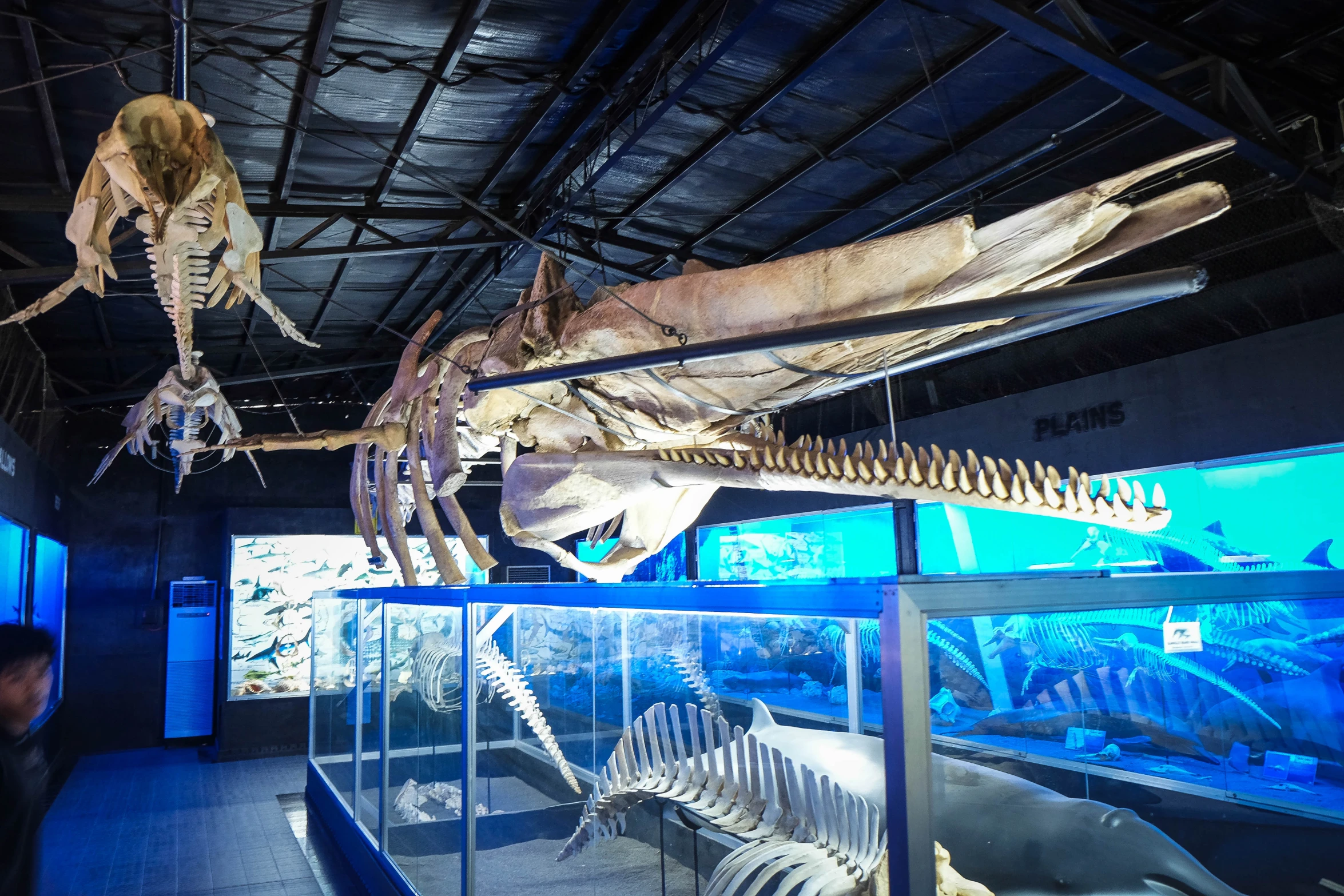 a museum showing whale skeleton and various dinosaur bones