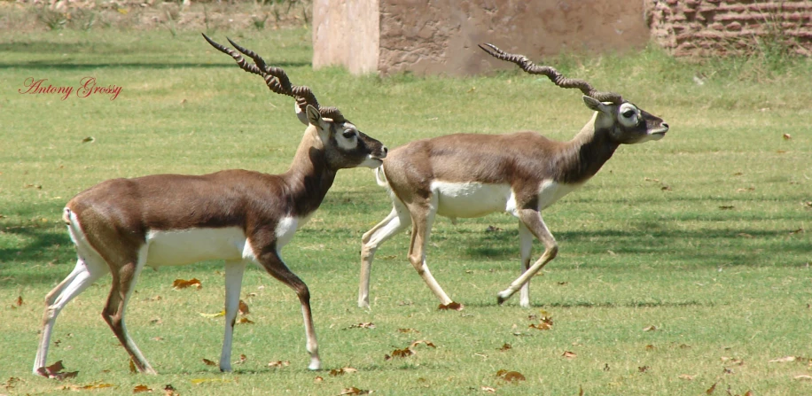 two gazelles running through a field with long horns