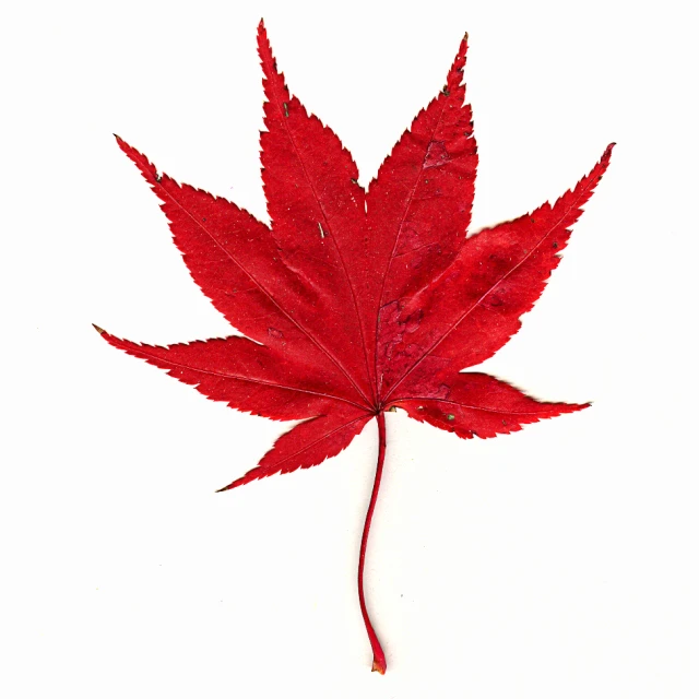 a single red leaf is attached to a white background