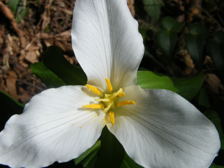 the large flower is bright white with yellow stamen