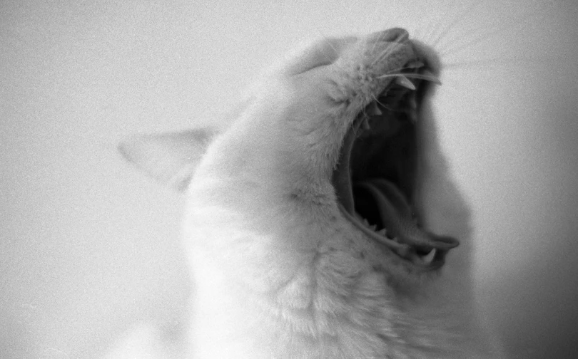 a cat showing its teeth, with it's head on the ground