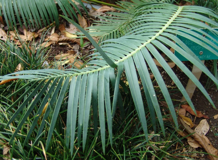 a close up image of a green palm leaf