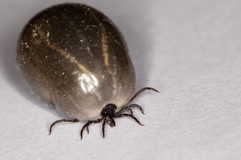 a silver tick laying on a white sheet