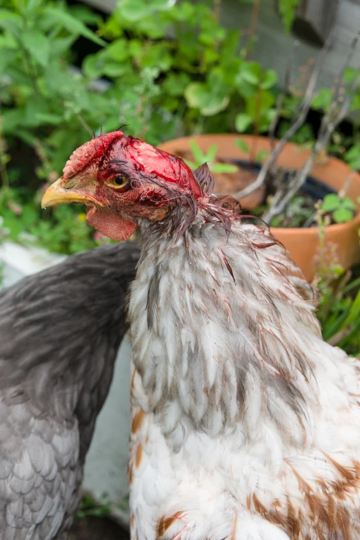 this is a close up po of a rooster