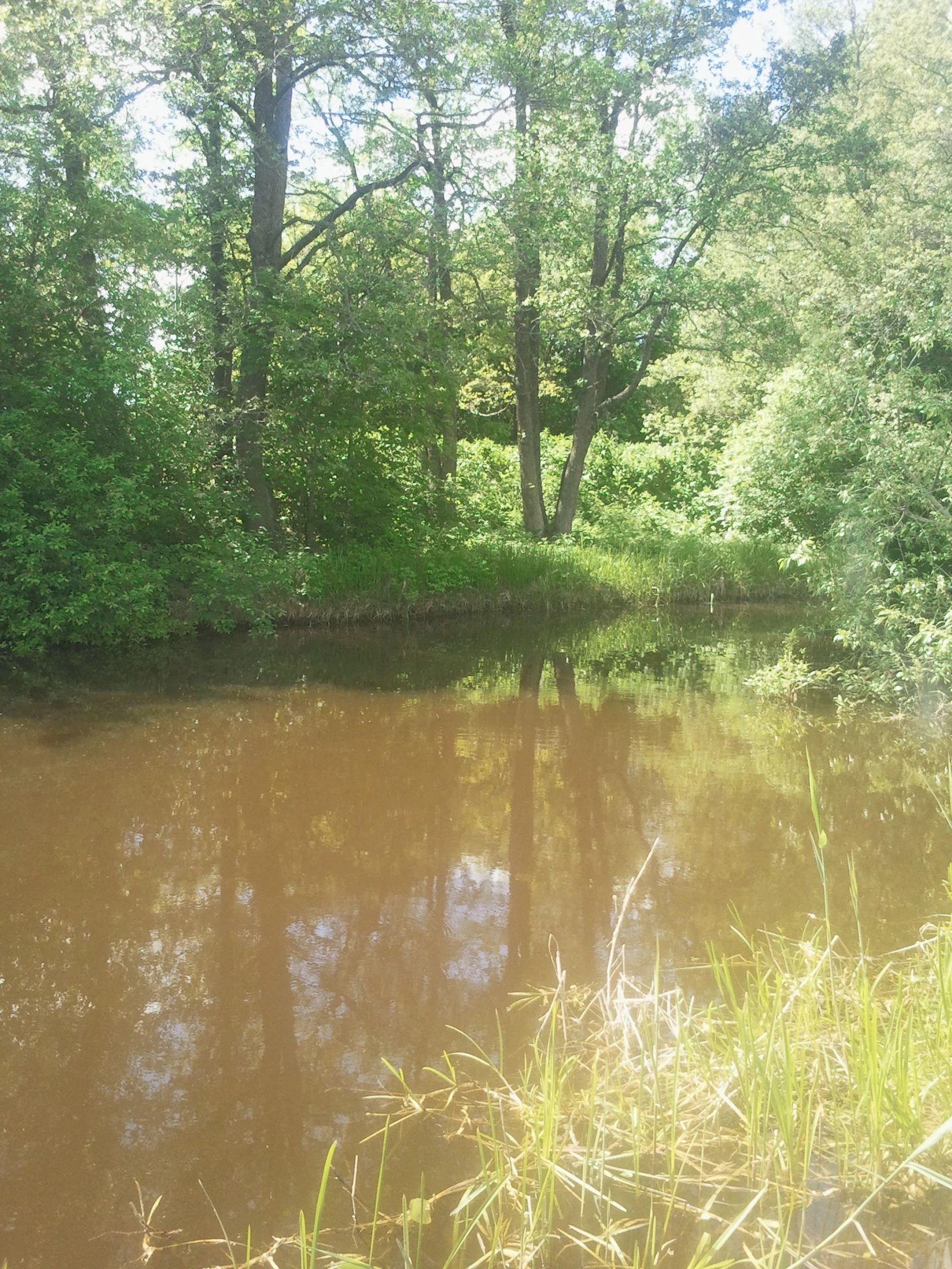 a river that has brown water in it