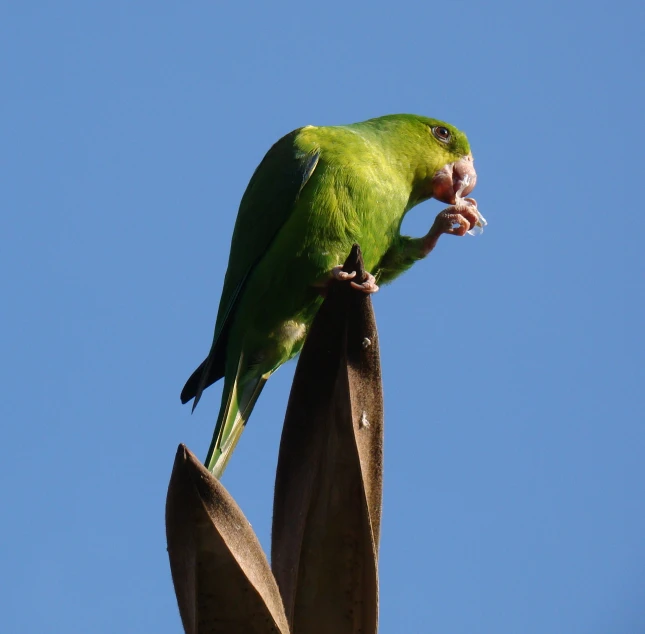 there is a small green bird eating from a tree