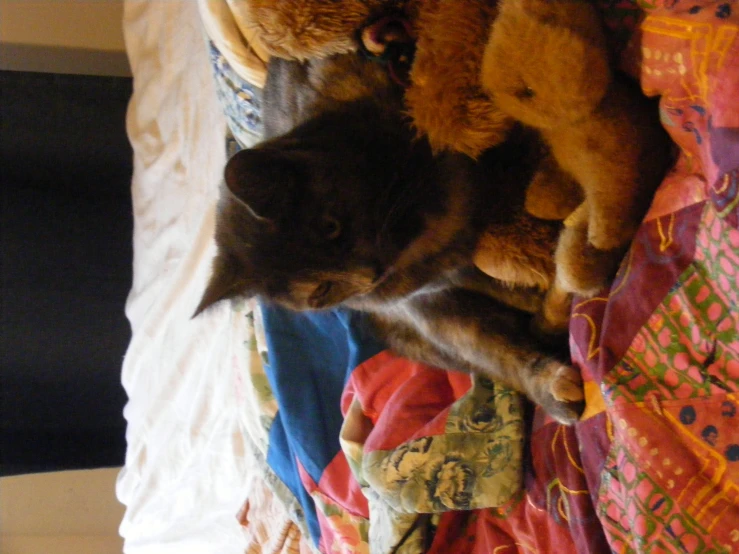 a cat is laying down on some blankets