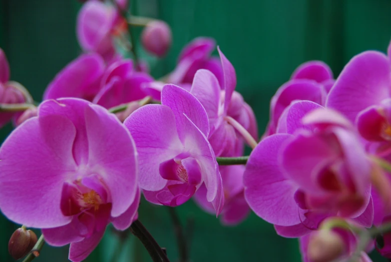 pink flowers are blooming in a vase on the table