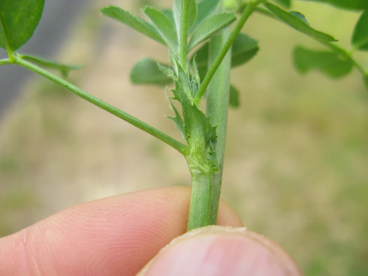 a close up of a hand holding a leaf