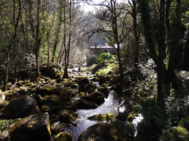 a creek flowing among lots of trees