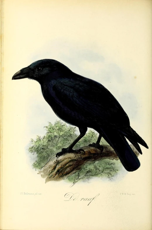 an illustration of a black bird on the ground
