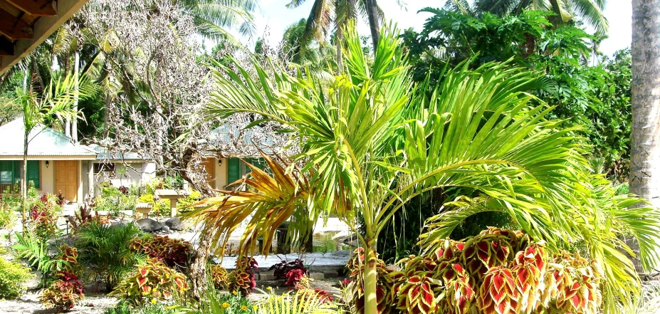 a lush tropical garden on the outside of a house