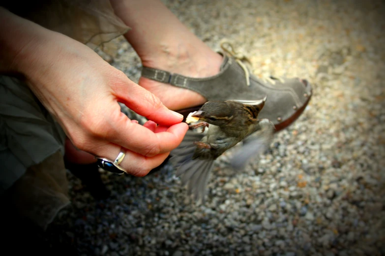 a person feeding the bird with a fork