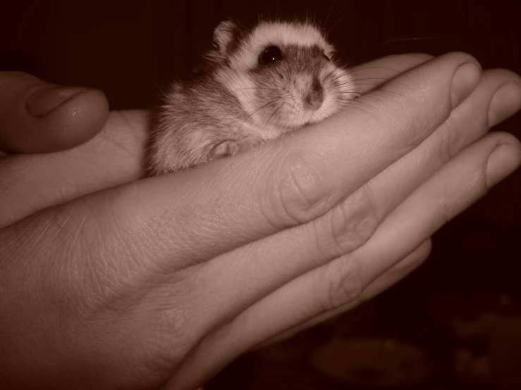 a hand holds a hamster in it's palm