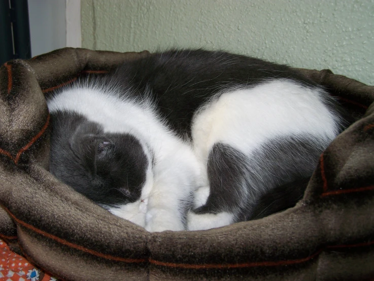 a cat sleeping in his nest on a blanket