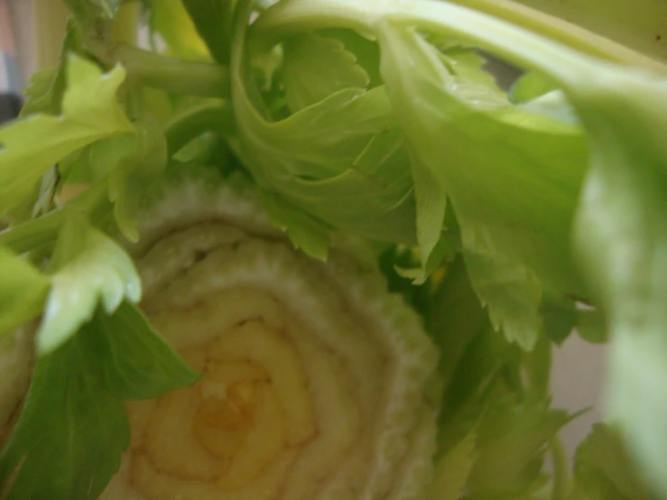 lettuce with leaves are growing inside a spiral