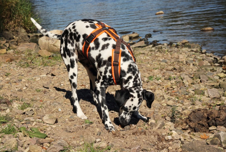 a dog wearing harness sniffing a river