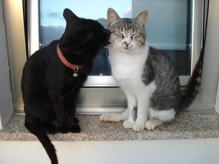 two cats sitting next to each other near a window