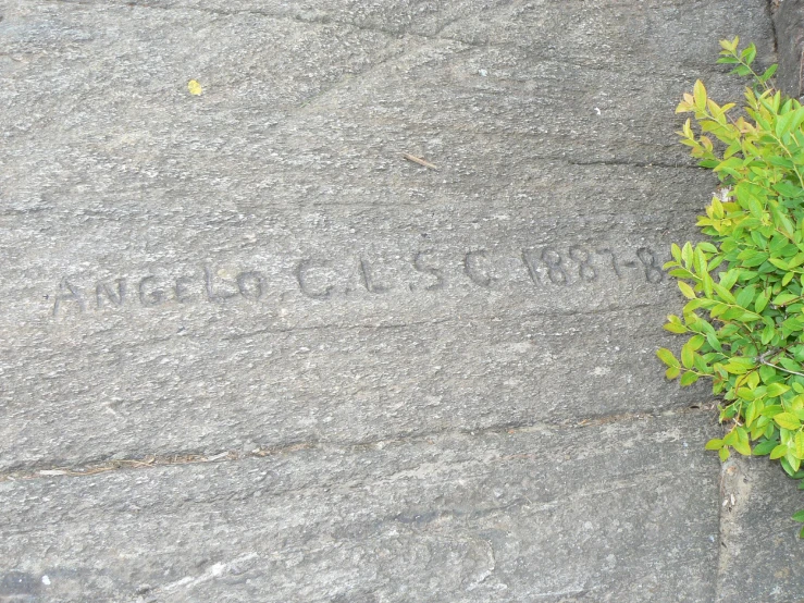 a cement slab with flowers on it