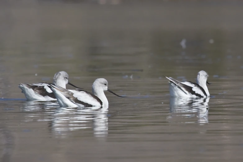 three birds with black and white feathers floating on water