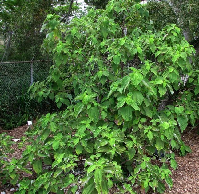 large leaves and shrub with metal fence behind