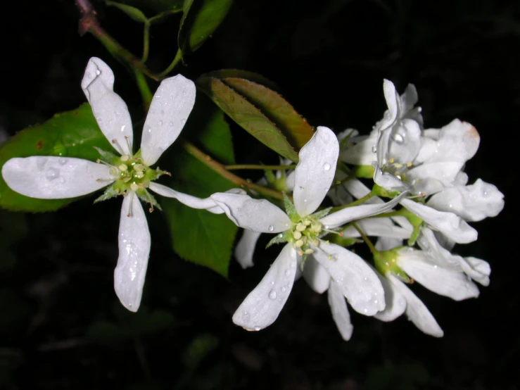 closeup of small white flowers in the rain