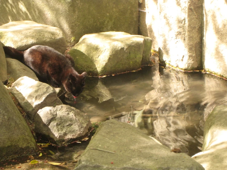 a cat looking for food that is floating in the water