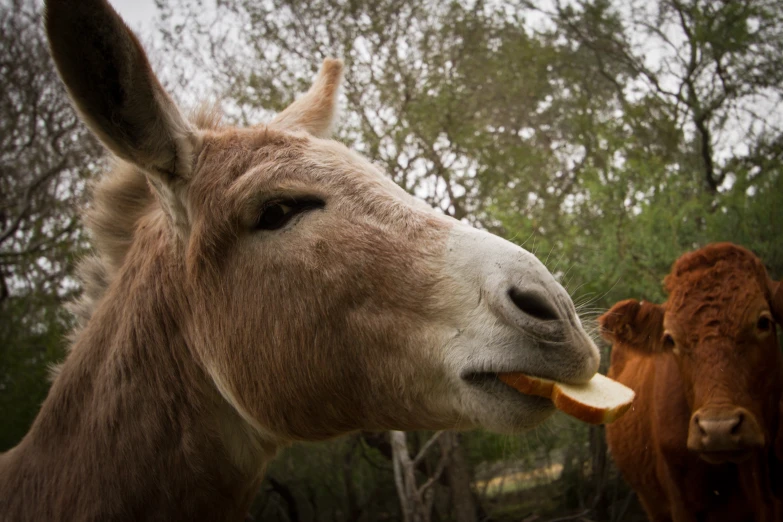 a brown and white donkey with a toothbrush in its mouth