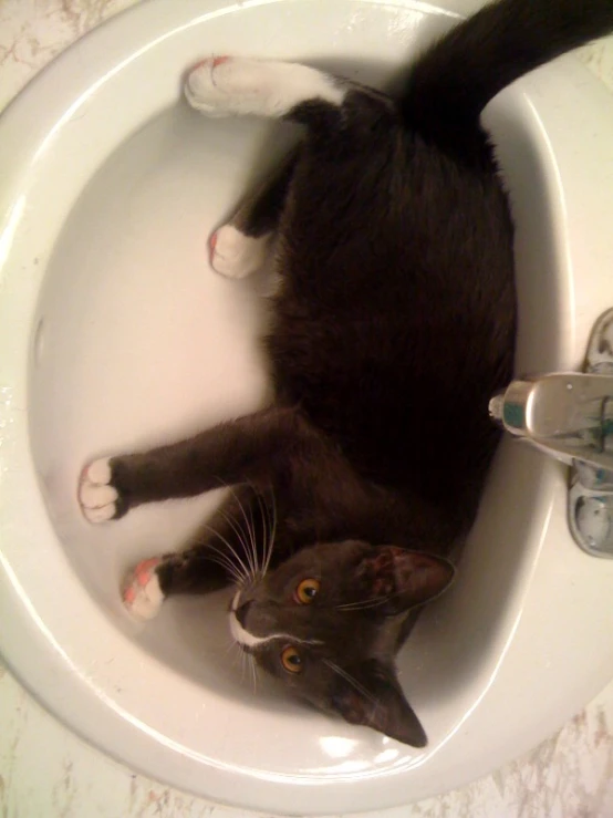 a cat lays on the top of a sink