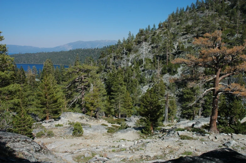 a forest filled with lots of tall trees