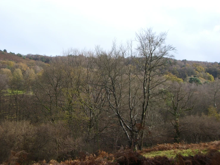 a lone tree stands in a grassy field