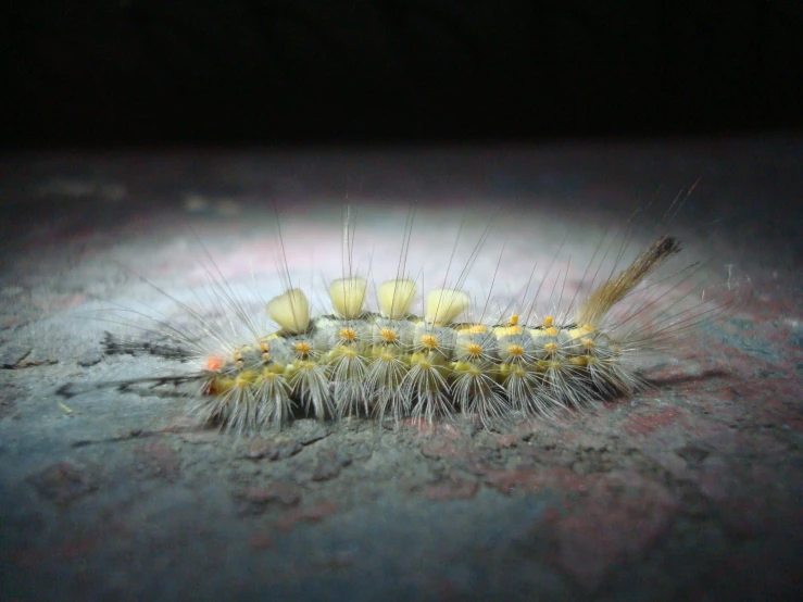 a large insect sits on the ground