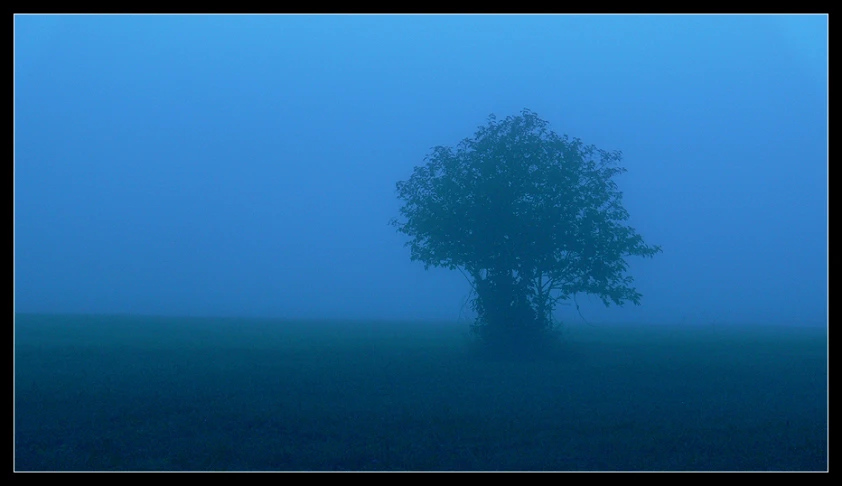 a very large tree sitting on the side of a hill in the fog