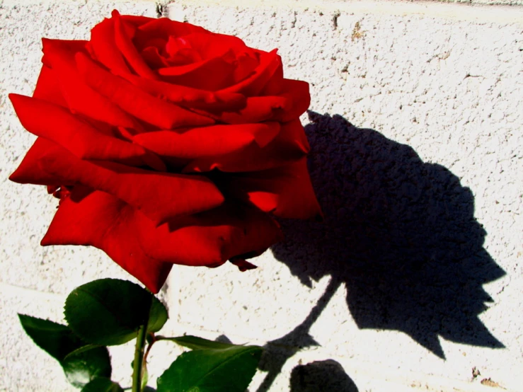 a rose is blooming on the wall