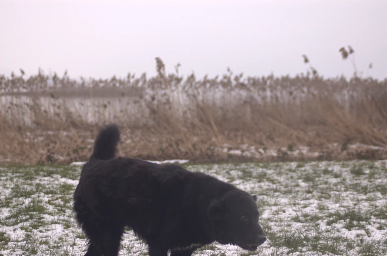 the black dog is walking through the field