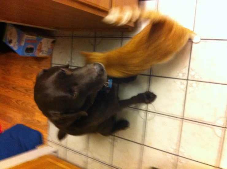 dog smelling a small orange cat on the floor