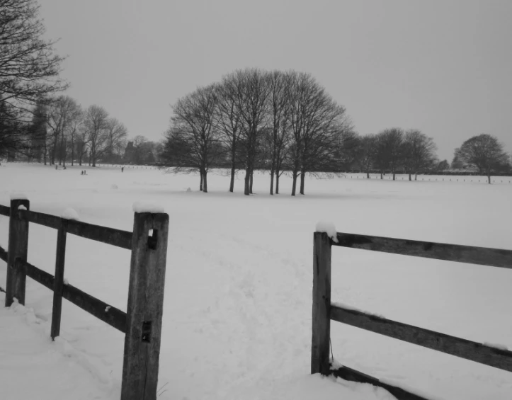 the view over the snowy field looking at several trees