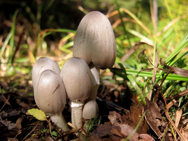 a group of mushrooms standing in the grass