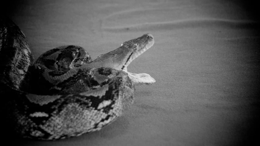 an animal with a black and white background