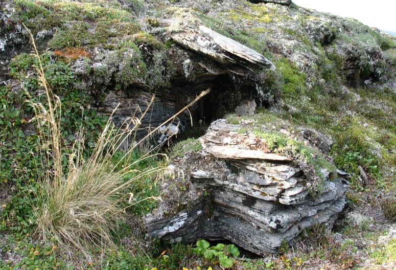 the bear is standing in a cave on a hill