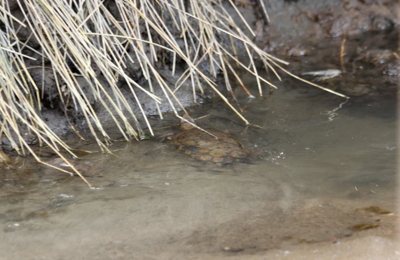 some very small brown and green animals in water