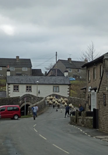 a road with several sheep on the side and people walking by